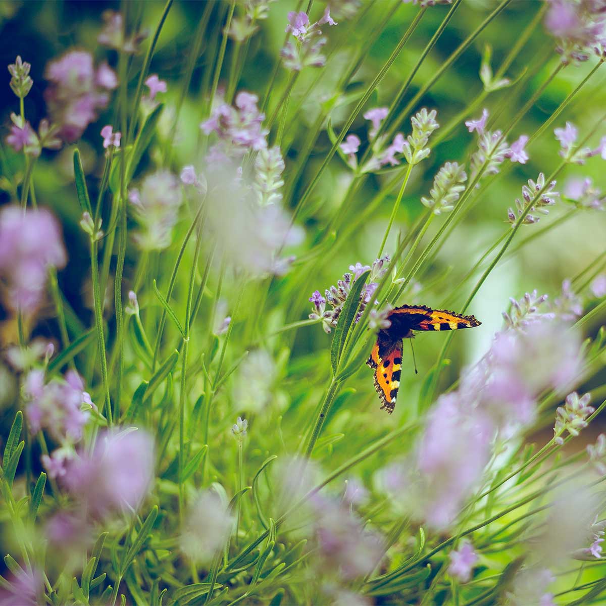 photo of wild grass and butterflies