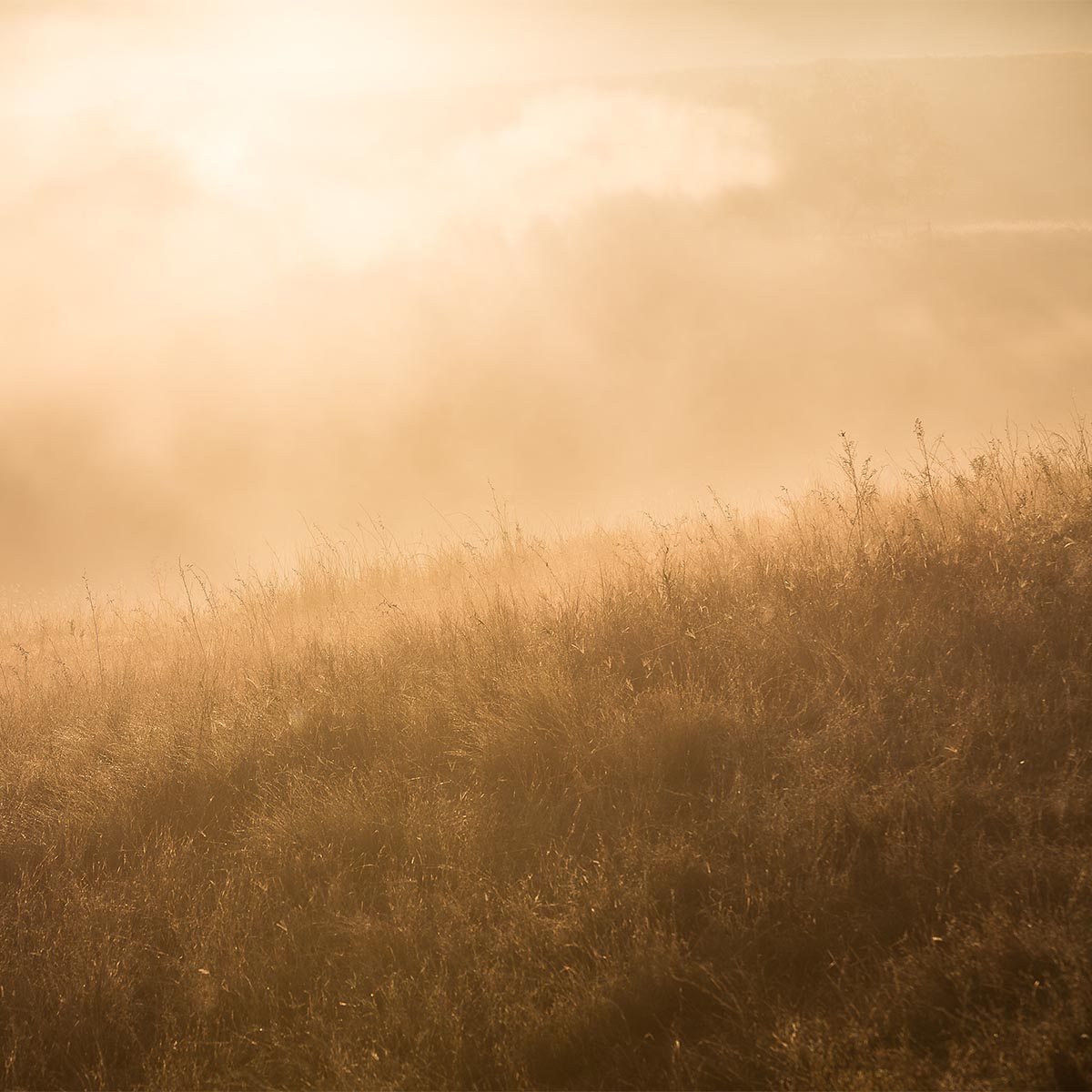 photo of morning misty field